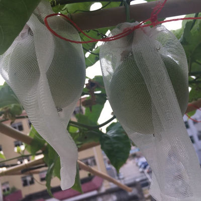 Eco - Friendly Hdpe Material Fruit Tree Covers , Grape Protection Bags With Anti Uv