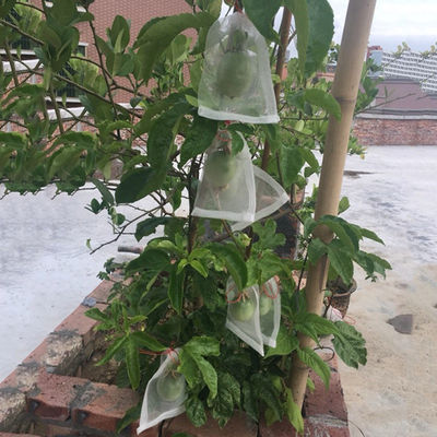 Eco - Friendly Hdpe Material Fruit Tree Covers , Grape Protection Bags With Anti Uv