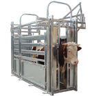 Heavy Duty Portable Galvanized Cattle Cattle Crush For Sale